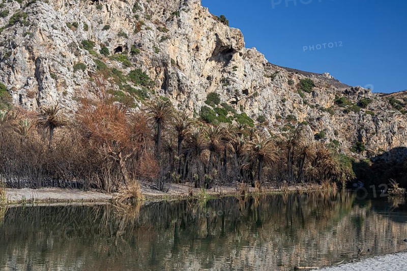 Panorama with palm trees, water reflection and rocky background under clear blue sky, forest fire, fire on 30 and 31 July 2026, bay on the south coast, palm beach, palm grove, Preveli beach, Preveli beach, palm forest, Preveli, south coast, Retimnon province, Crete, Greek islands, Greece