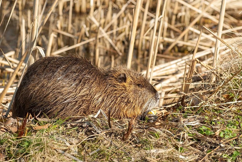 Beaver rat, coypu, myocastor coypus, rodents, nutria, rodentia, swamp beaver, mammals, rodents, mammals