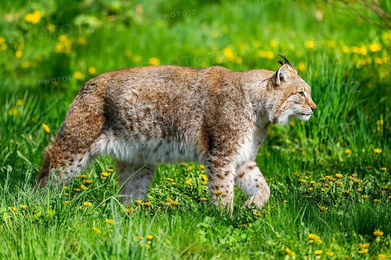 Eurasian lynx (Lynx lynx), walking on a meadow, Bavaria, Germany