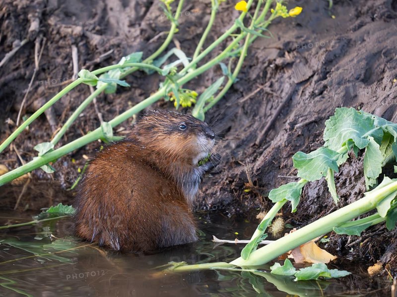 Musk Rat (Ondatra zibethicus), sitting at the edge of the river Erpe, eating Rape Seed oil plant, Wolfhager land, North Hesse, Germany