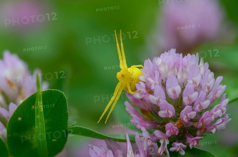 Arachnida, flower crab spider, misumena vatia, arachnids, variable crab spider, flower spider, goldenrod crab spider, spider, spiders