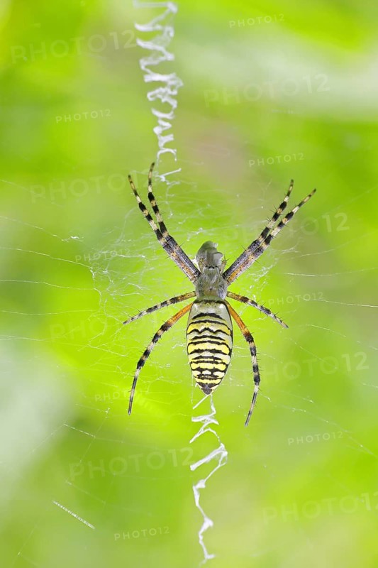 Wasp spider, zebra spider (Argiope bruennichi) on its web in a blackberry bush in a vineyard, Cochem, Moselle, Rhineland-Palatinate, Germany
