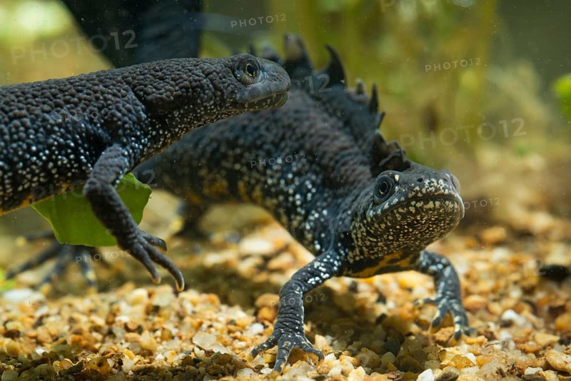 Great crested newt, crested newt, northern crested newt, Triturus cristatus, amphibians, amphibians, courtship, courtship display, amphibians, newts, northern crested newt, warty newt