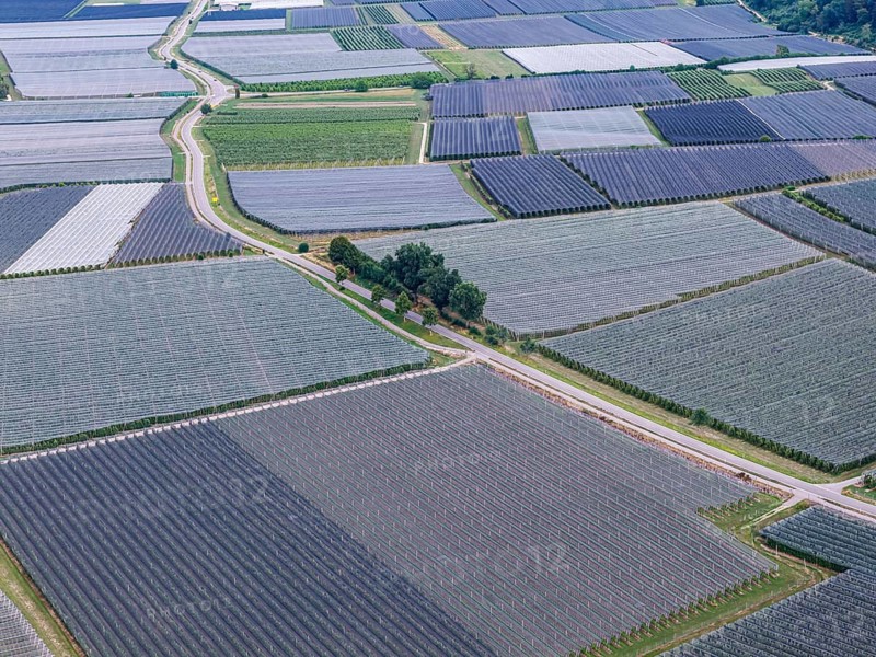 Fruit growing on Lake Constance. Apple orchards with protective nets against hail. Drone photo. Bodman-Ludwigshafen, Baden-Württemberg, Germany