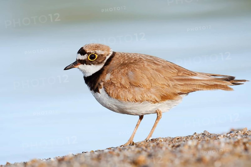 Little Ringed Plover (Charadrius dubius, Thinornis dubius), North Rhine-Westphalia, Germany