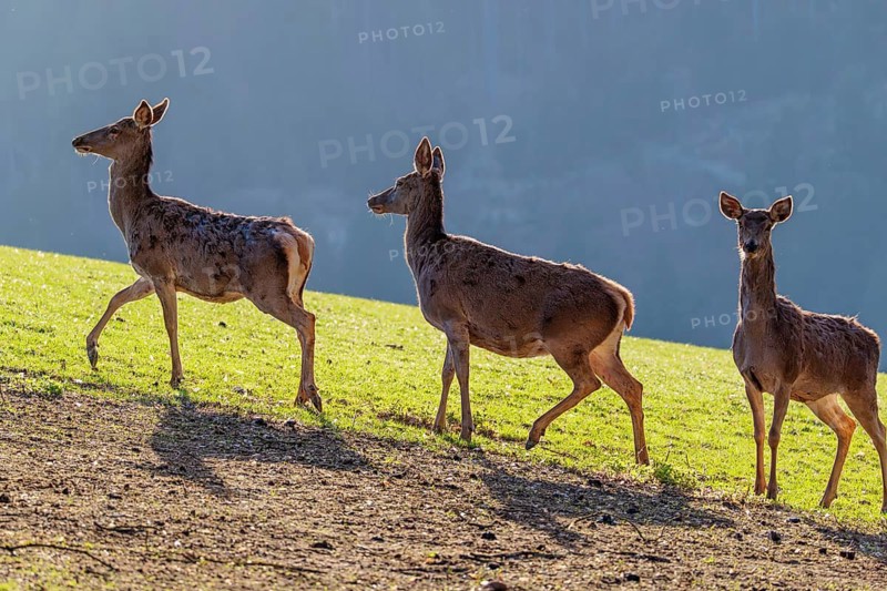 Three female red deer (Cervus elaphus) run in the morning backlit by the sun across a green meadow in hilly terrain. A forest can be seen in the background. Bavaria, Germany