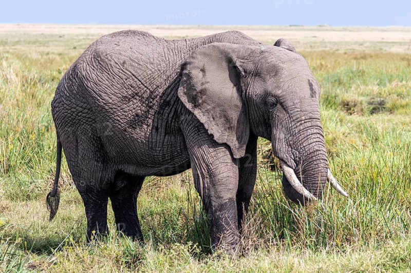 African Elephant (Loxodonta africana) eating grass in the Masai Mara, Kenya