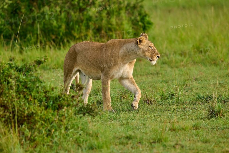 A lioness strides through the green landscape, near some bushes, lion (Panthera leo), Masai Mara National Reserve, Narok County, Kenya