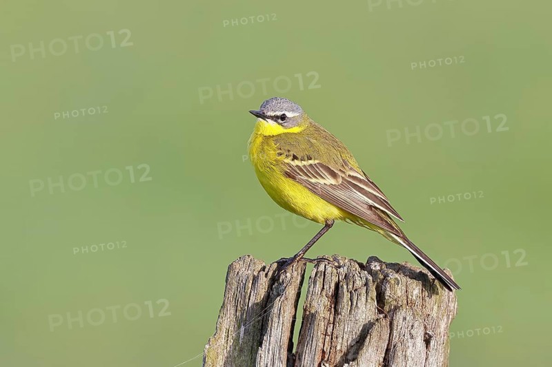 Yellow Wagtail (Motacilla flava) perched on a pasture fence post, Dümmer, Lake Dümmer, Ochsenmoor, Hüde, Lower Saxony
