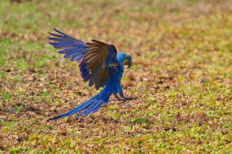 A hyacinth macaw in flight with outstretched wings, hyacinth macaw (Anodorhynchus hyacinthinus), Pantanal, Mato Grosso, Brazil