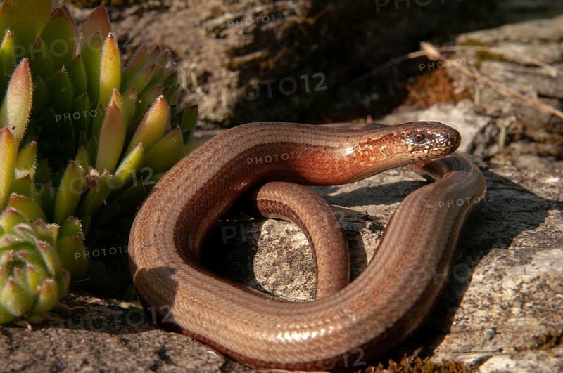 Anguis fragilis, slow worm, western slow worm, blindworm, critters, deaf adder, dry-stone wall, lizards, hazelworm, reptiles, lizards, long-cripple, reptilia, reptiles, slowworm, drywall