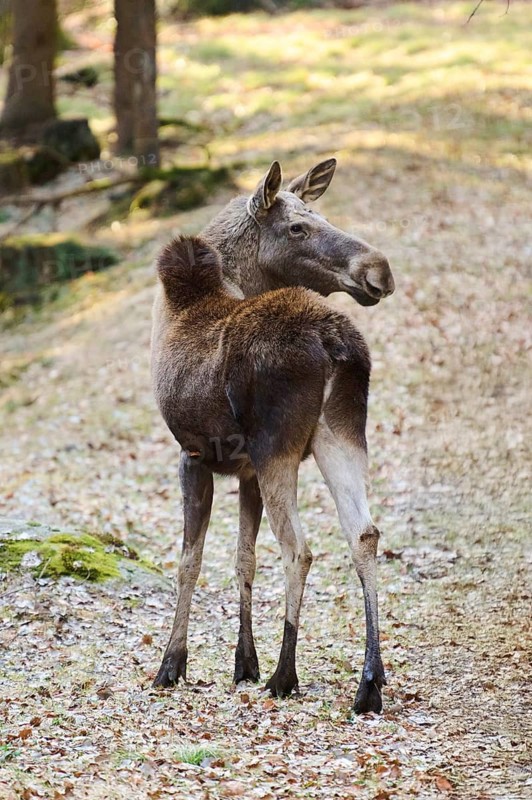 Elk (Alces alces) standing on a meadow on the edge of a forest, Bavaria, Germany