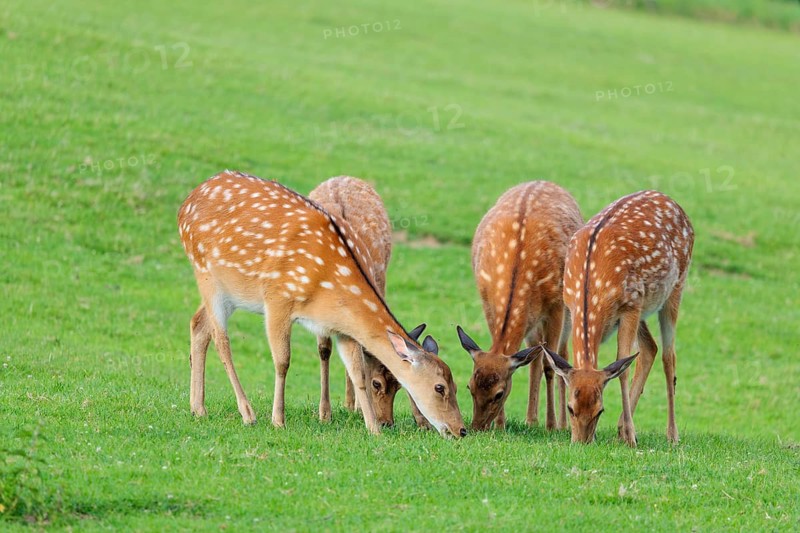 Four female Dybowski deer (Cervus nippon hortulorum) graze on a green meadow at sunrise. China, Taiwan, SE-Siberia, Korea, Japan, Vietnam