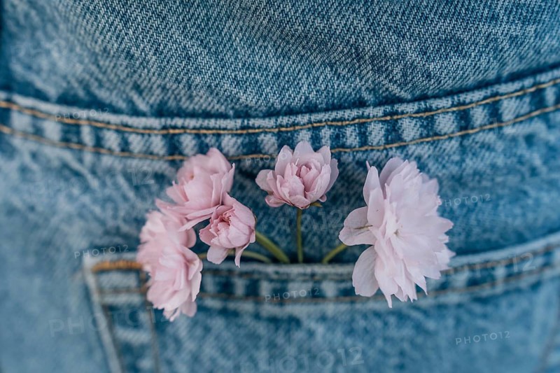 Delicate pink Japanese cherry blossoms (Prunus serrulata) Kanzan sticking out of blue jeans pocket, selective focus, close up, Pink flowers tucked into a denim pocket, combining a sense of delicate beauty with casual style