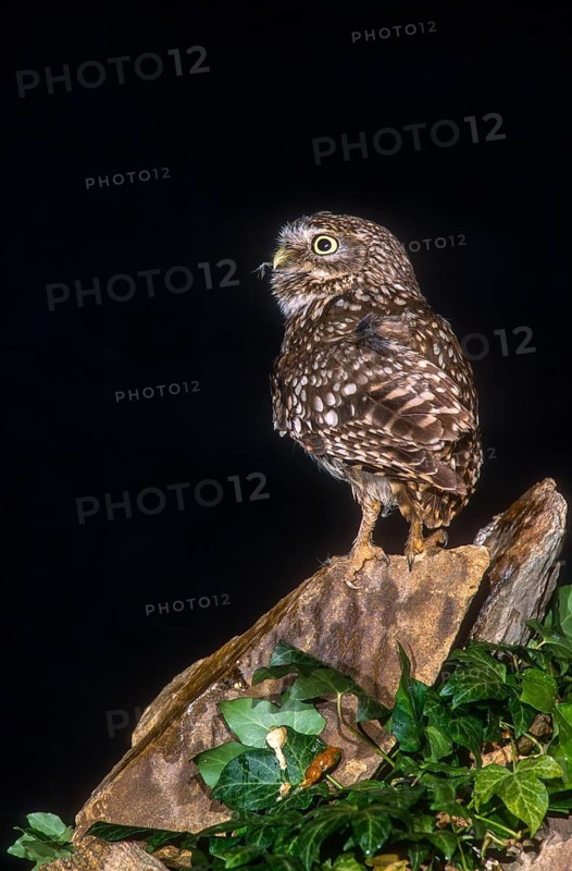 Athena Noctua, Little Owl, Little Owl, Birds, Owls, High Size, Portrait, Owls, Strigiformes, Birds
