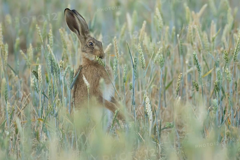 European brown hare (Lepus europaeus) adult animal feeding on a farmland wheat crop sheath in summer, England, United Kingdom
