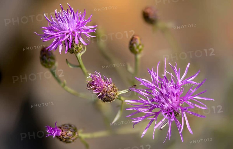 Asteraceae, centaurea sturgeon, spotted knapflower, daisy, panicle flake, spotted knapweed, knapweed, flora, plants, plants