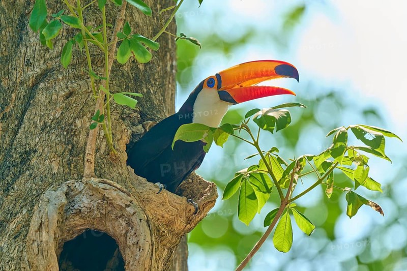 A toucan peeks out from a tree, surrounded by green foliage, giant toucan (Ramphastos toco), Pantanal, Mato Grosso, Brazil