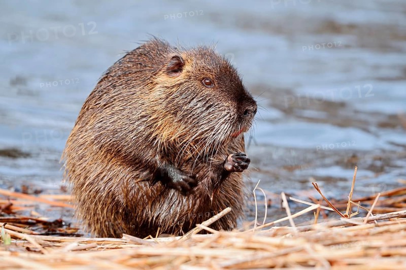Nutria or swamp beaver (Myocastor coypus) grooming its fur on the bank, North Rhine-Westphalia, Germany, Neozoon in Europe