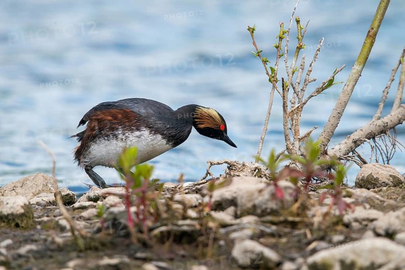 Black-necked grebe, podiceps nigricollis, black-necked grebe, birds, breed, brood, grebe, podicipedidae, diver, birds, waterbirds