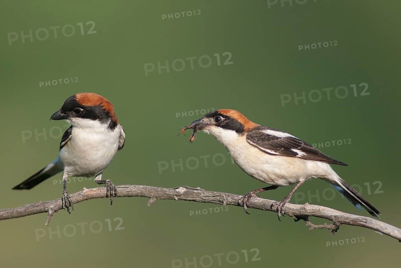 Lanius senator, red-headed shrike, woodchat shrike, birds, Bulgaria, female, male, passeri, songbirds, songbirds, birds, female, shrike