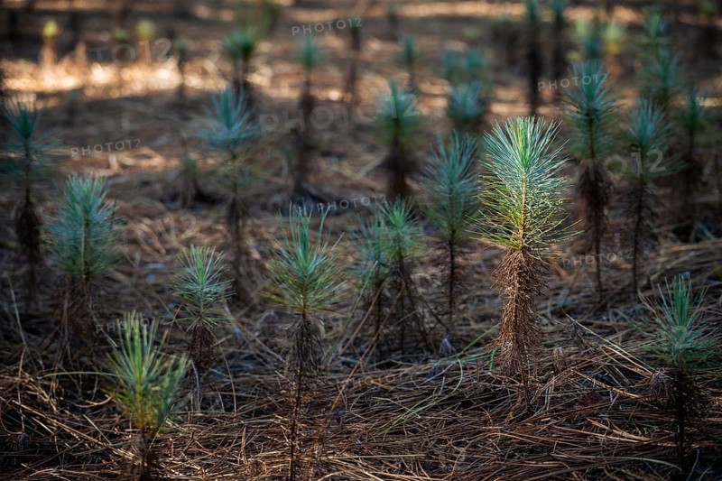 Small young Canary Island pine trees (Pinus canariensis) . La Palma, Canary Islands, Spain