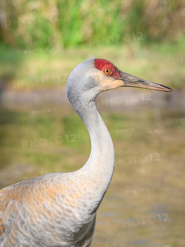 Lesser Sandhill Crane, (Grus canadensis), George C. Reifel Migratory Bird Sanctuary, Delta, British Columbia, Canada