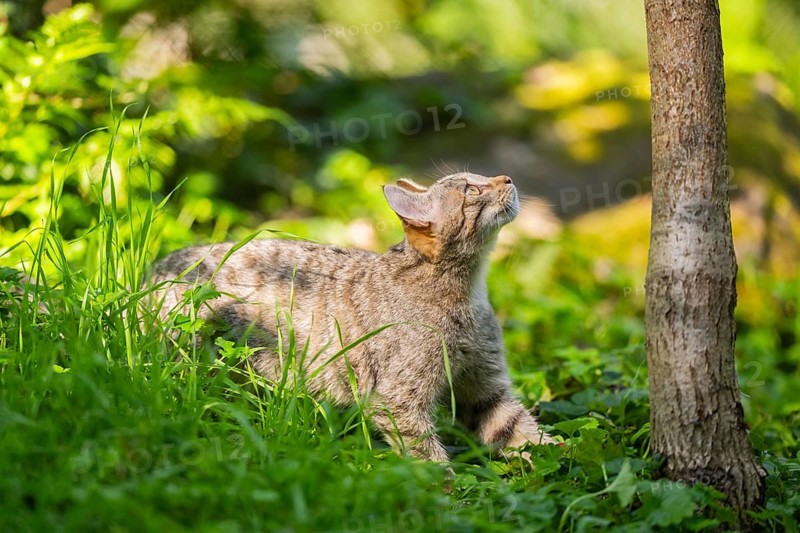 European wildcat (Felis silvestris silvestris) on a meadow, Hesse, Germany