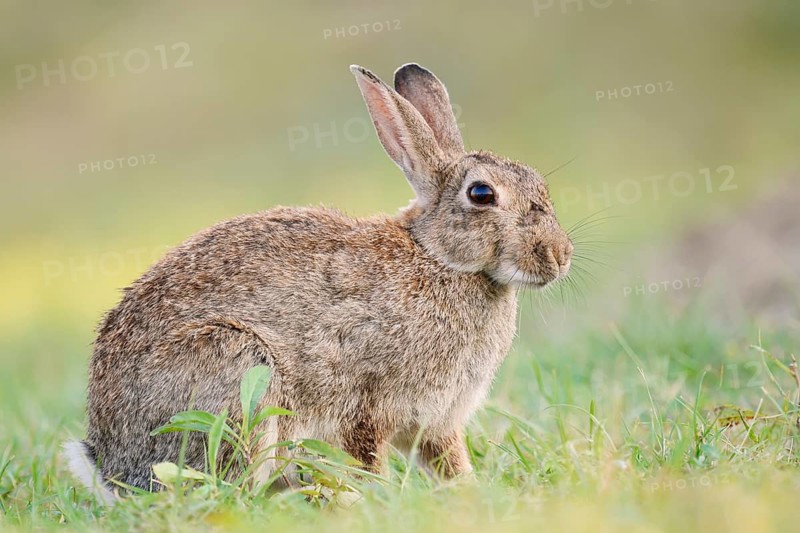 A wild rabbit (Oryctolagus cuniculus) sitting in a meadow, North Rhine-Westphalia, Germany