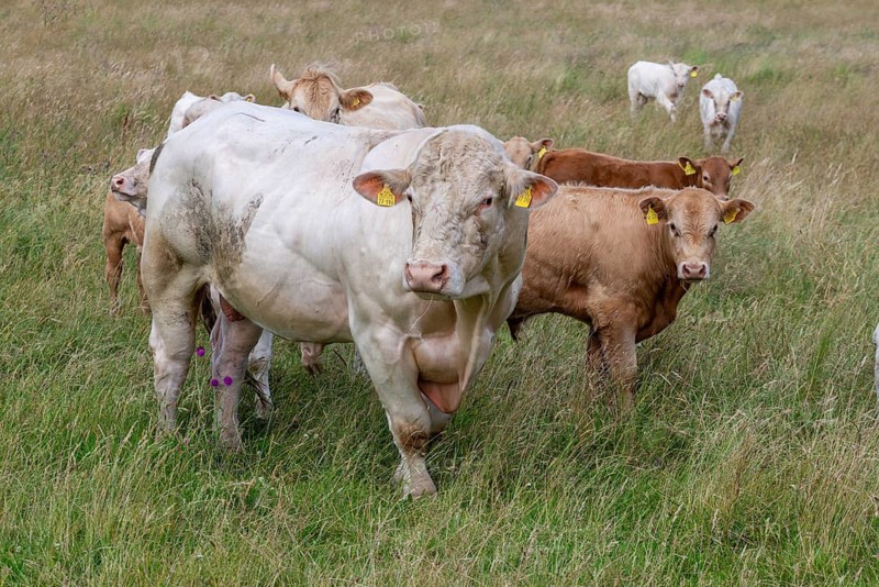 Artiodactyla, Bos Primigenius Taurus, cattle, even-toed ungulate, Germany, Großer Schwerin, domestic cattle, Mecklenburg, cloven-hoofed animals, grazing, domesticated animals, extensive grazing, pet, cow, mammals, Müritz, nature reserve, cattle, mammals, willow, wild pastures