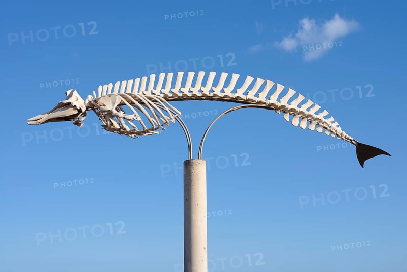 Skeleton on display of a Cuvier's beaked whale (Ziphius cavirostris), Gran Tarajal, Fuerteventura, Canary Islands, Spain