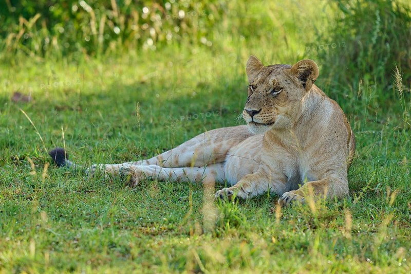 The lioness is alert and is sitting on a green meadow in the wilderness, lion (Panthera leo), Masai Mara National Reserve, Narok County, Kenya
