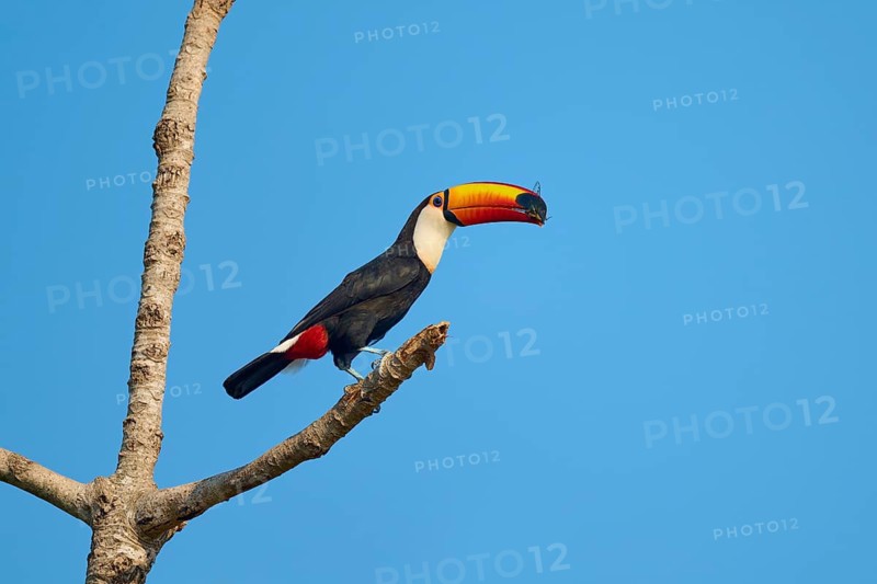 A toucan perched on a branch with a captured insect in its beak, giant toucan (Ramphastos toco), Pantanal, Mato Grosso, Brazil