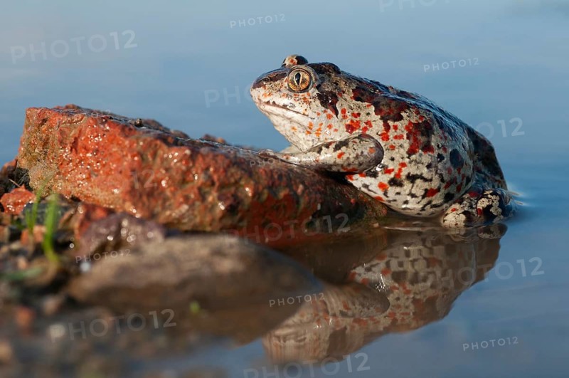 Common spadefoot, garlic toad, pelobates fuscus, amphibians, amphibians, amphibians, amphibians, toads
