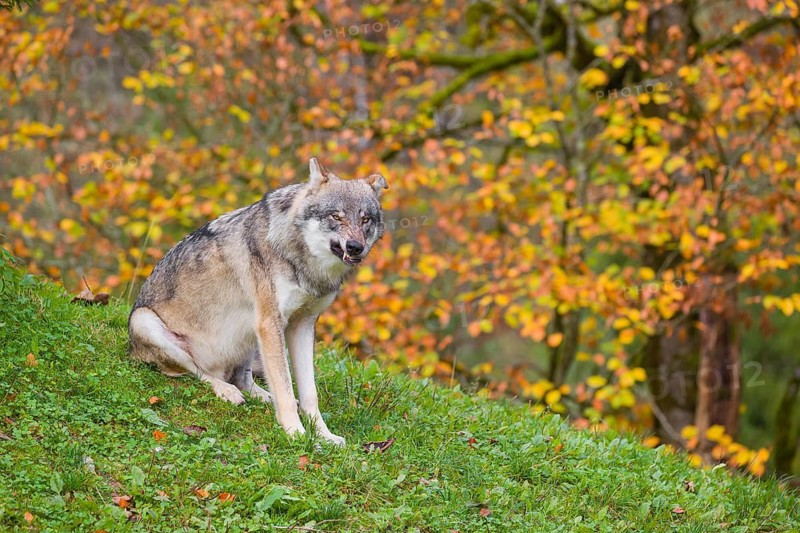 An adult male eurasian gray wolf (Canis lupus lupus) sits on a green meadow on hilly terrain. A common raven (Corvus coral) is sitting in a tree behind him