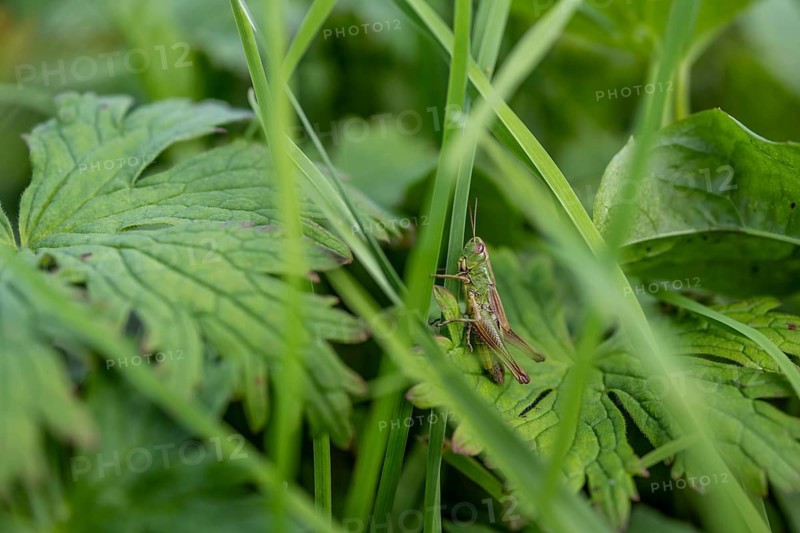 Great green bush cricket (locusta), grasshopper, on a blade of grass in a meadow, Tyrol, Austria