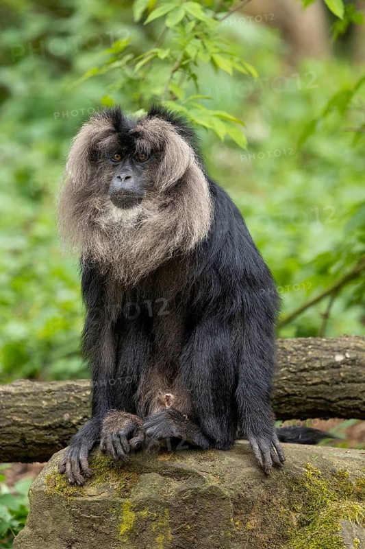 A monkey with bushy fur sits quietly on a rock amidst green leaves, bearded macaque (Macaca silenus), bearded macaque sitting on a tree stump, in captivity, Apenheul, Netherlands