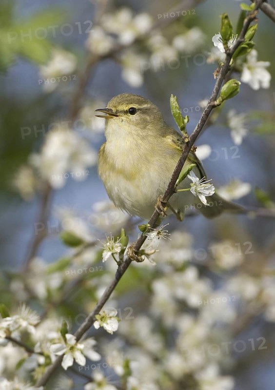 Willow Warbler (Phylloscopus trochilus), Saxony, Germany