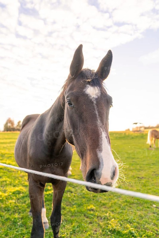 A black horse stands in a meadow in front of a fence, the sun shines brightly in the background, Gechingen, Black Forest, Germany