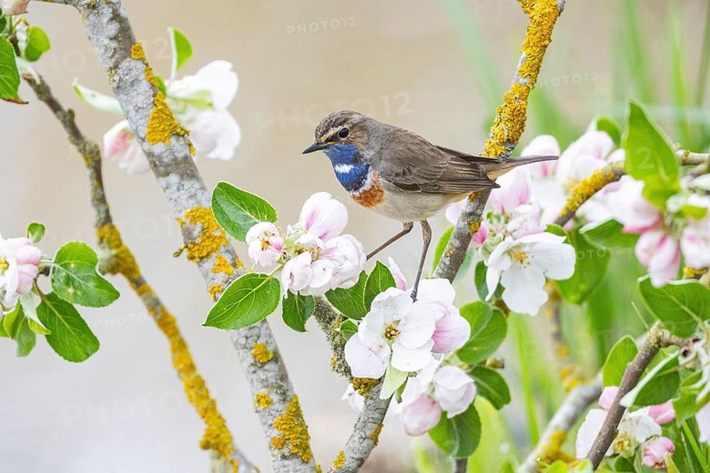 Bluethroat (Luscinia svecica cyanecula) ml Germany