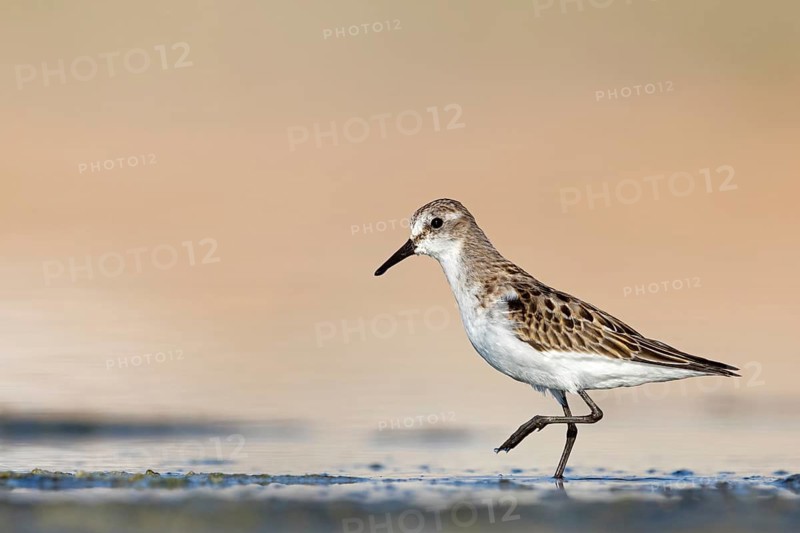 Animals, Birds, Little Sandpiper, (Calidris minuta), Biotope, Habitat, Foraging, Migratory bird, Limicoles Salalah, Raysut, Sohar, Oman