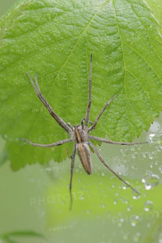 Nursery web spider (Pisaura mirabilis), female, North Rhine-Westphalia, Germany