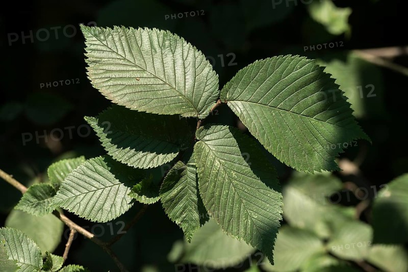 Mountain elm, elm tree, elm family, elm glabra, bellicose, wych elm, flora, plants, plants