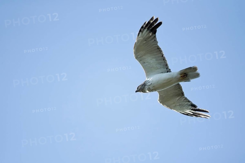 Eastern Marsh Harrier (Circus spilonotus) male flying, Dornod Aimag, Mongolia