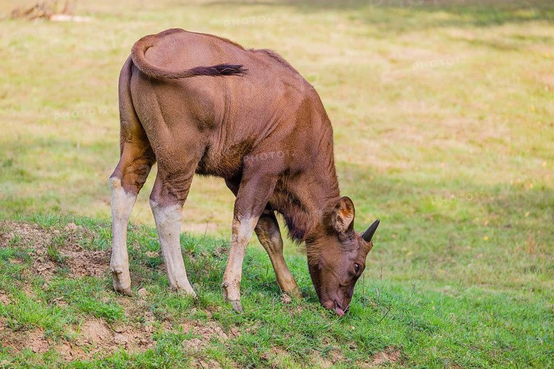 A female Gaur (Bos gaurus gaurus) stands grazing on a green meadow