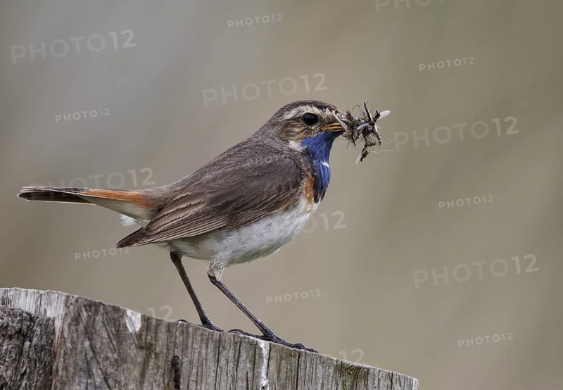 Bluethroat (Luscinia svecica cyanecula) male, Schleswig-Holstein, Germany
