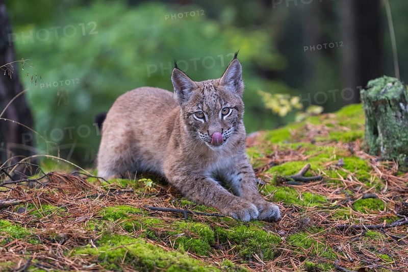 One young Eurasian lynx, (Lynx lynx), resting on a mossy forest floor