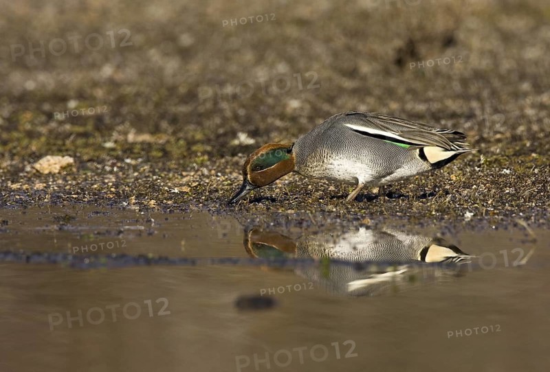 Eurasian Teal (Anas crecca) male, Castile-La Mancha, Spain