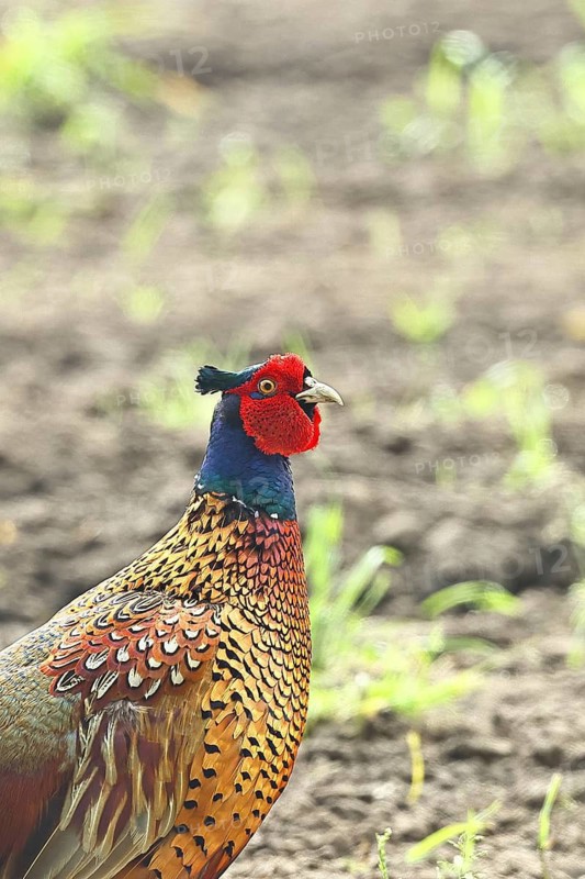 Pheasant, hunting pheasant (Phasianus colchicus), adult male bird on a field, animal portrait, wildlife, Lembruch, Ochsen Moor, Dümmer nature park Park, Lower Saxony, Germany