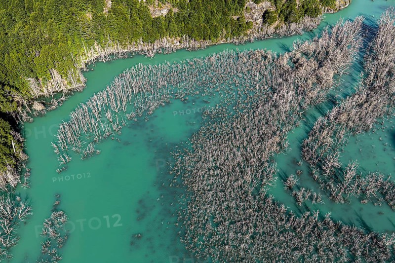 Flooded forest with dead trees, river Rio Norte damned by landslide, new lake, aerial view, Valle Exploradores near Puerto Rio Tranquilo, Patagonia, Chile